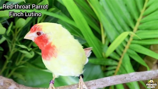 8.2K views · 383 reactions | Red throat parrot finch (Lutino) #paradiseaviary #finches #aviary #birdroom #breedingseason | Paradise Aviary | Facebook