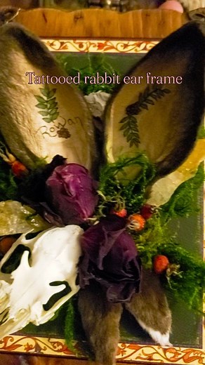 Real tattooed rabbit ears, a rabbit skull, and rabbit feet on a rustic wooden plaque surrounded by moss, citrine points, dried roses, and rosehips. This piece could easily live in my house if no one else falls in love with it 😏😍😁 . . . . . . . #vultureculture #vulturecultureart #taxidermy #taxidermyart #mummies #mummification #bonecollector #icollectthedead #ilovedeadthings #prettydeadthings #deathart #honorthedead #nothinggoestowaste #utilizethewholeanimal #rabbitears #bunnyears #eartattoos 