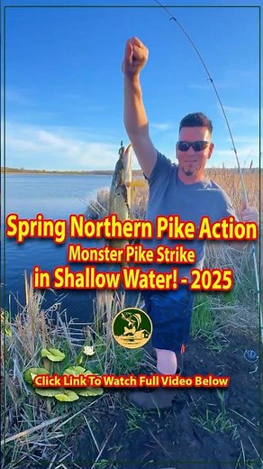 Spring Northern Pike Action 🌿🎣 Monster Pike Strike in Shallow Water! 2025