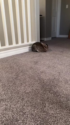 Bunny Popsicle Test: Can Bunnies Eat Popsicles?