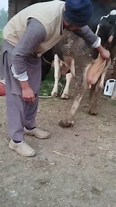 2.2K views · 60 reactions | For sale #Price 440,000 0341 6923205 Location Sargodha #Muhammad_dairy_farm گائے گبن ہے ابھی 5/6 دن لیتی ہے سونے میں قیمت 440,000 لوکیش سرگودھا دوسرا سوا سونا ہے 03008963690 / 0341 6923205 what's app & call | مویشی منڈی Tv | Facebook