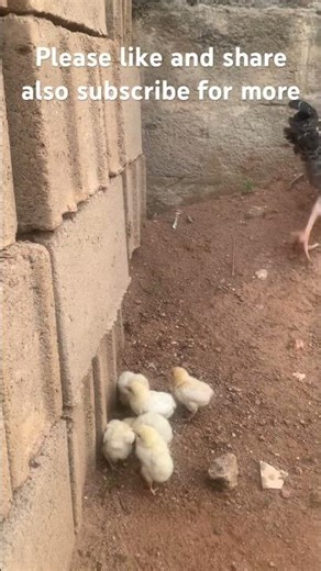 You can start your own urban farm.. with very little capital ask me how ? #urbanfarmer #urbanfarms