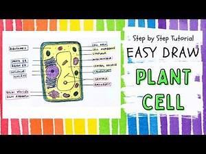 Easy Draw Plant Cell | Step by Step Tutorial | How to draw I Structure and Function of Organelles