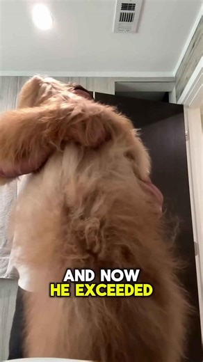 The world’s biggest dog backpack! #dogbackpack #goldendoodle #dogdad