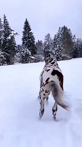 1M views · 10K reactions | Naturaleza Siempre Voraz y Clips que te Sorprenderán #virals #reelsfb #viralreels #reelstrending #reelsviralfb #reelsvideoシ #viralvideo #trendingvideo #funnymoments #trendingreelsvideo | Municipalidad Distrital de San Antonio | Facebook