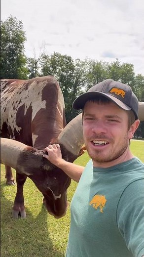 These horns are HUGE! #animals #coolanimals #amazinganimals #watusi