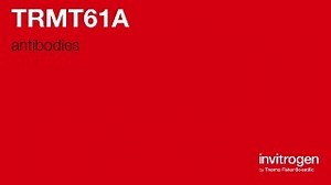 TRMT61A antibodies from Thermo Fisher Scientific
