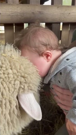 Baby Snuggles Into Soft Sheep Wool 🐑🤍👶