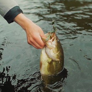 The RockerHead gives an irresistible erratic action to your favorite soft creature baits. Regardless of how you retrieve it! Shop Now 🛒 | HEADBANGER Lures