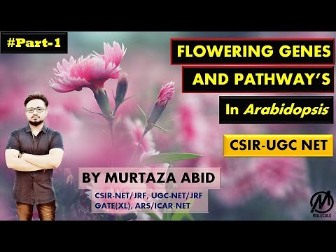 Flower Development Genes And Pathways in Arabidopsis thaliana || CSIR-NET, ICMR, DBT, Gate, M.Sc.