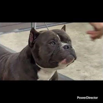 American Bully Dogs competing - ABKC dog show