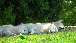 Artic wolves sleeping (Canis lupus arctos), also known as the white wolf or polar wolf, is a subspecies of grey wolf native to the High Arctic tundra of Canada 4k footage