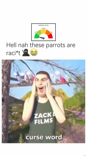 Low cortisol#trending #cat #memes #fypシ #lowcortisol #birds #shorts #feedshorts #discord #viralvideo