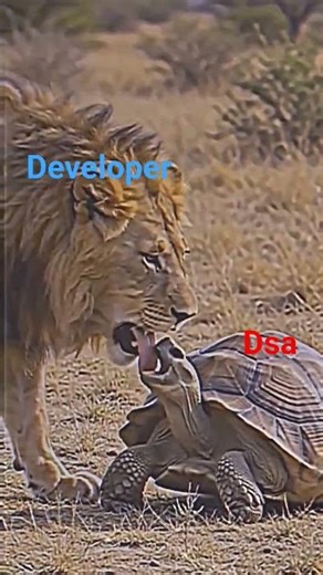 Here’s a DSA vs Developer Motivation YouTube video package 🚀🔥