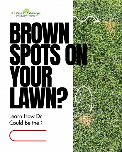 Brown Spots on Your Lawn? Learn How Dog Urine Could Be the Cause...