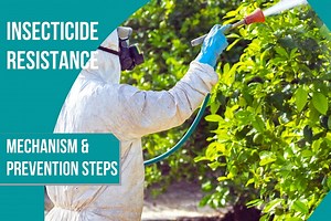 Insecticide resistance mechanism and prevention steps