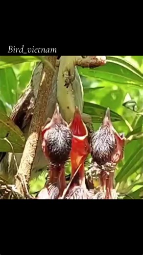 Thức ăn quá lớn 😂 #birds #birdsoftiktok #birdwatching #wildlife #birdvietnam
