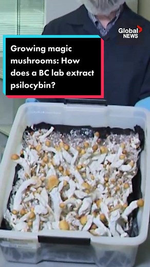 Growing Magic Mushrooms: Psilocybin Extraction for Research