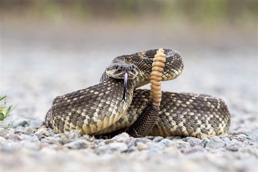 Another Californian has died after being bitten by a snake