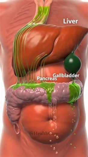 Digestive System Organs | 3D Human Body Animation #science #shortvideo