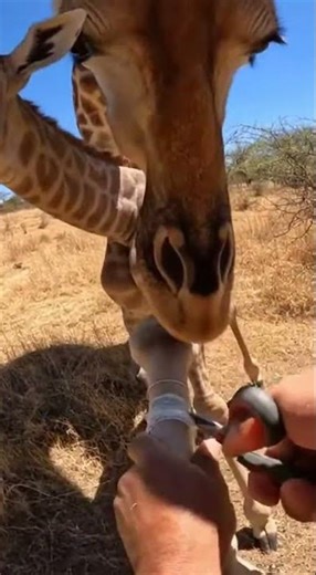 Hands Cutting Line Inside Dry Brush
