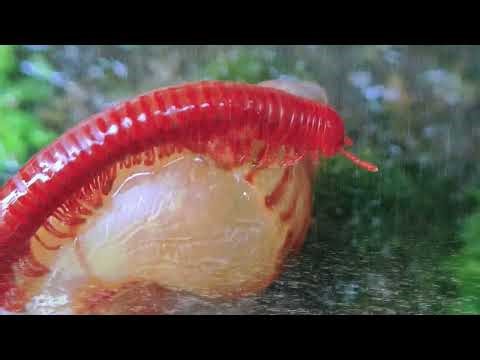 MACRO JUNGLE BATTLE: Giant Snail vs Armored Millipede (Amazing Tropical Mini-Beasts)