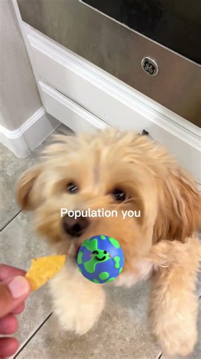 POV: you just entered the cutest dog compilation ever #dogshorts #viral