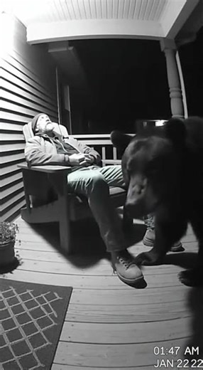 Bear Sniffs Sleeping Man's Shoes