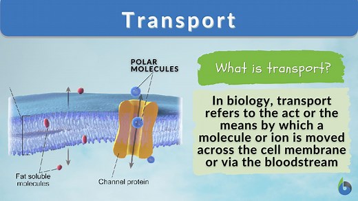 Transport - Definition and Examples - Biology Online Dictionary