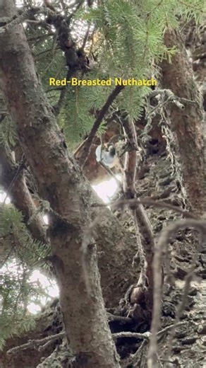 Bird - Red Breasted Nuthatch #birds #bird #nature #outside #nuthatch #hidden #lovely #birdwatching