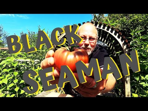 Unsere Tomatensorten / Folge 4 / die Black Seemann, eine alte Sorte aus Russland