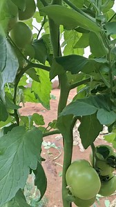 23K views · 219 reactions | cut tomato leaves #tomato #farming #garden #สวนมะเขือเทศ #gardening #greenhouse #tomatogarden #farm | ฅนหลงป่า | Facebook