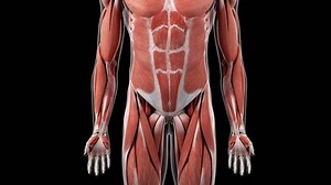 3d rendered medically accurate illustration of the hip muscles