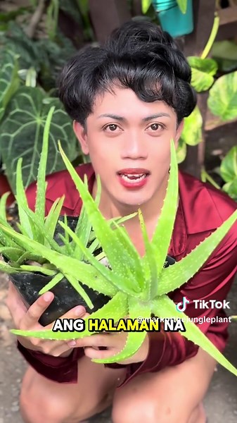Tatlong Benepisyo ng Aloe vera para sa Balat at Kalusugan