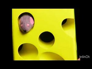 Baby Einstein: Neighborhood Animals - Threading Cheese