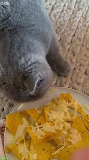 Cat Lover 🥰 funny cats compilation 😻 # #3241