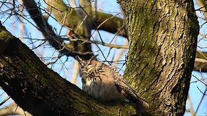 46K views · 6.6K reactions | Flaco, the famous Eurasian Eagle-Owl, looking majestic in beautiful morning light!- New York, USA (March 26, 2023) | Scott Michael Miller Photography | Facebook