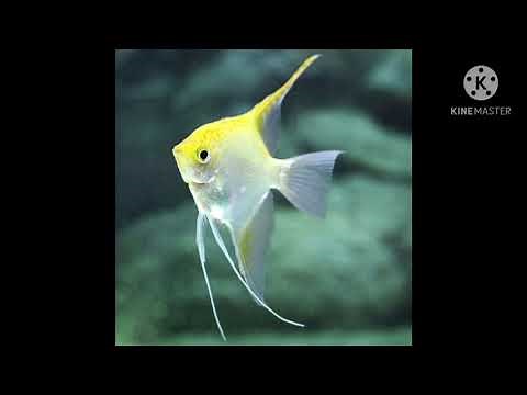 Top 10 des plus beaux poissons Scalaires!