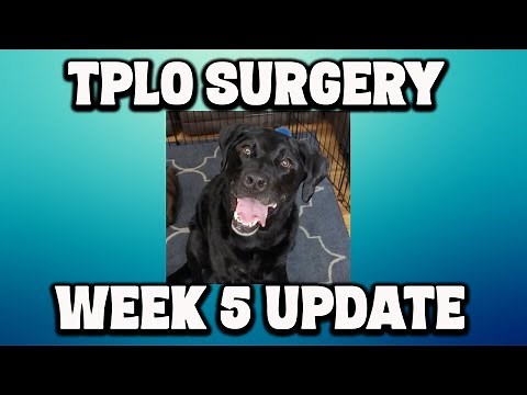 TPLO Recovery Week 5