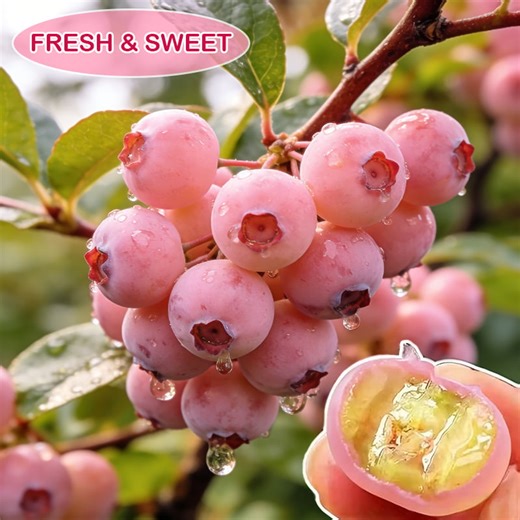 Premium Pink Blueberry Seeds for Planting