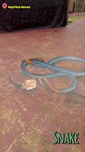 5.1K views · 29 reactions | Zoo Taiping & Night Safari has something...