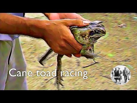 Cane Toad Racing in Australia
