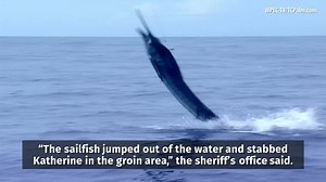5.4K views · 56 reactions | Maryland woman impaled by 100-pound sailfish while fishing off Florida coast See More >>> at.wftv.com/3Or0Lyh | WFTV Channel 9 | Facebook