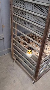 Silkie baby chicks hatching at Cackle Hatchery. #babychicks #farmlife #cacklehatchery #hatching #incubator | Cackle Hatchery