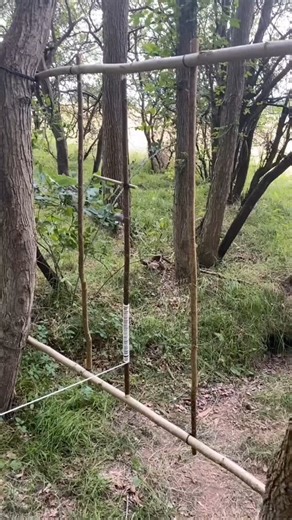IntelligenceGo on Instagram: "Survival automation: Improvising with the Wild. This concept showcases how to develop rudimentary yet effective automated setups using available natural elements, blending survival skills with mechanical ingenuity. Paleo Survivor #engineering #camping #survivor #survival #barbecue #trap #forest"