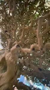 Japan Bonsai on Reels