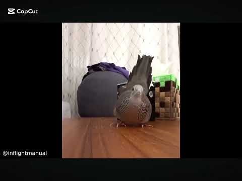 Exploding Bird