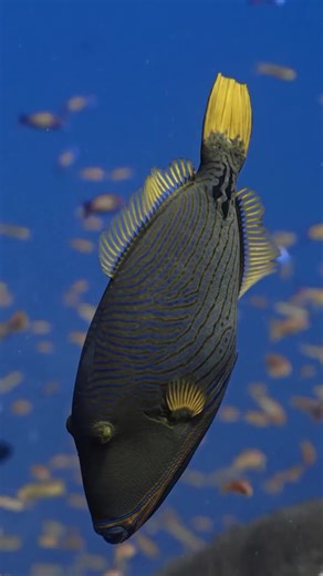 15K views · 420 reactions | Did you know that the vibrant colors and intricate patterns of triggerfish not only are beautiful but also serve as camouflage among coral reefs and as a warning to potential predators about their strong territorial nature? 朗  IG 'neil84shah' #ScubaDivingMag #PADI #TriggerFish #MarineLife #UnderwaterWorld | Scuba Diving Magazine | Facebook