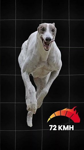 This Dog Can Outrun a Cheetah | Greyhound Speed vs Cheetah | #animals #greyhound #cheetah