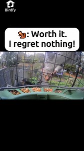 54K views · 239 reactions | Mission: Destroy feeder net. Mission accomplished. ️ #wildanimals #birdtiktok #birdfeeder #birdlovers #birdwatching #fun #cute | Birdfy by Netvue | Facebook